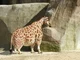 S H O R T GIRAFFE