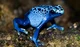 Poisonous blue frog