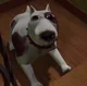 2014 Pixar dog