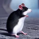 Rata