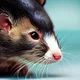 Rata