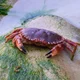 Crab