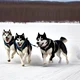 Sled dogs-grand ice