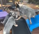 Blue Heelers