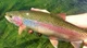 trucha arcoiris