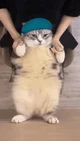 Cat Dances To GF