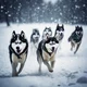 Sled dogs-out cold