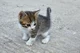 Newborn Kitten