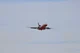DC-10 air tanker