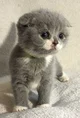 Scottish Fold Kitten