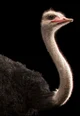 Ostrich