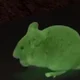 Cancer mouse 