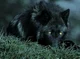 Night wolf