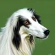 random borzoi