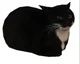 Maxwell the cat
