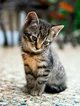 Max the feline