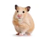 Hamster