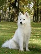 Samoyed machine