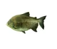 Pacu fish