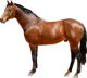 horse