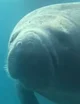 Manatee