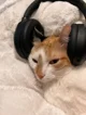 Sleepy headphone cat