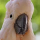 Cockatoo