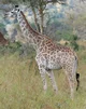 Giraffeia 