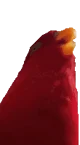 red birb