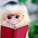 book worm monkey