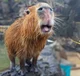 An capybara 