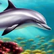 Dolphin
