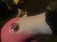 Pinky the flamingo