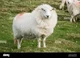 Fluffy Sheep