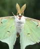 Luna Moth