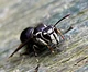 White Faced Hornet