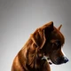My dog