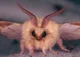 Rosy Maple Moth