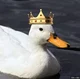 Duckboi