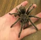 Tarantula