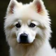 American Eskimo Dog
