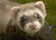 Ferret