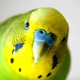 Budgie