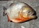 Piranha