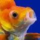 Goldfish