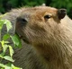 Capybara