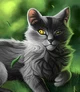 Greystripe