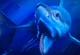 Helicoprion Shark