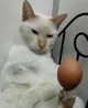 eggcatto