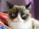 Grumpy Cat
